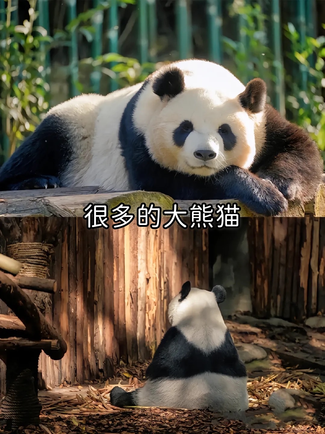 成都动物园.成都动物园和大熊猫基地哪个好玩？-第1张图片